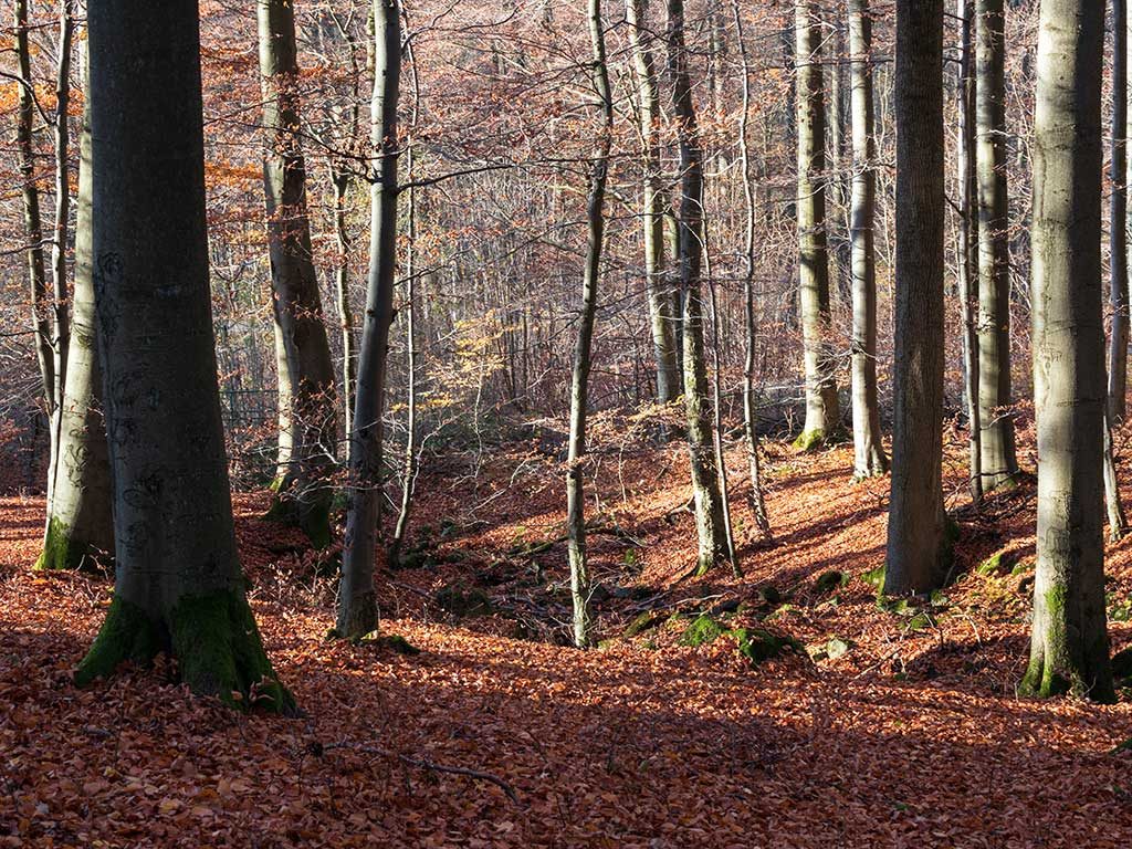 Wald am Schorrberg