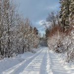 winterlicher Waldweg