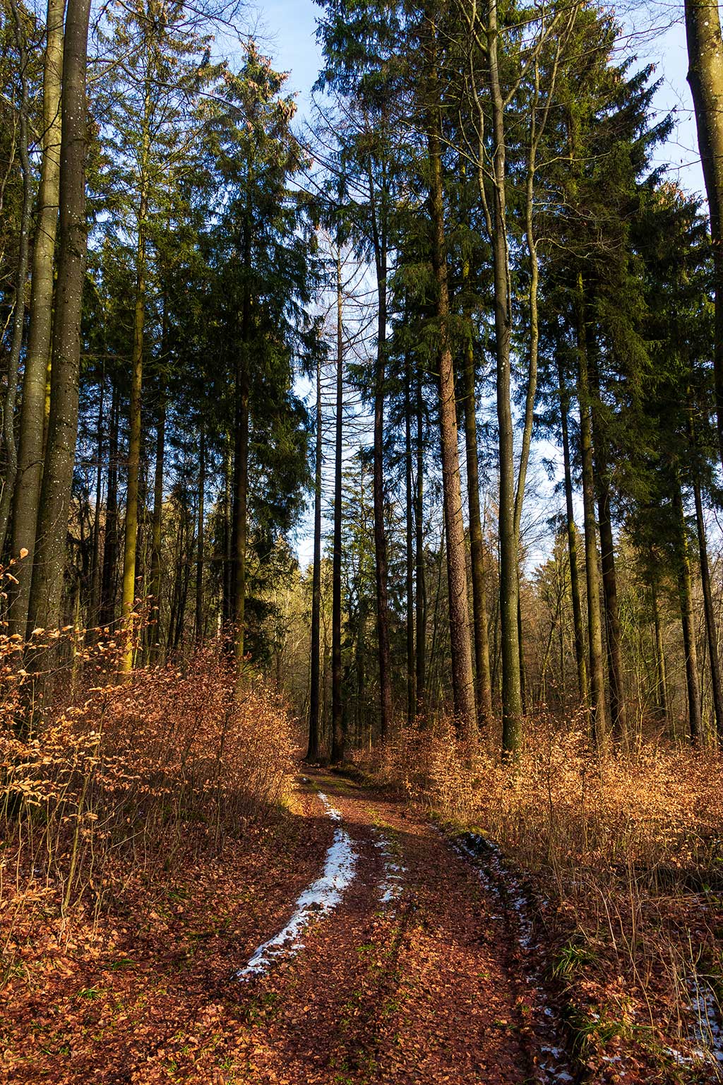 Waldweg zur Nister