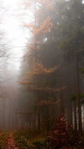 Nebelwald zwischen Großseifen und Stockhausen-Illfurth