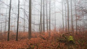Nebelwald zwischen Großseifen und Stockhausen-Illfurth