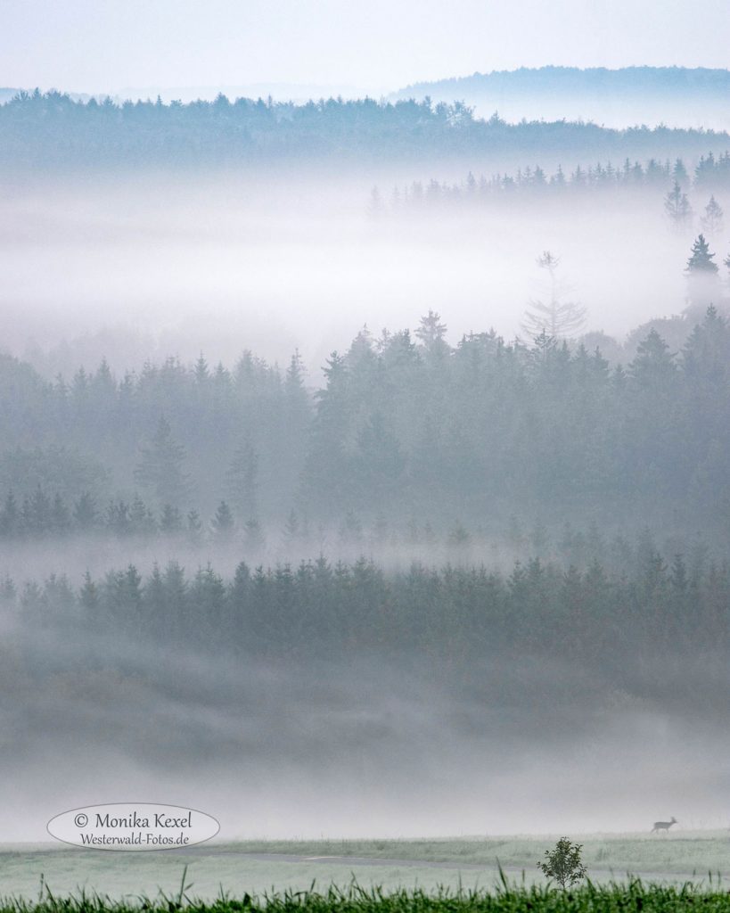 Nebel an einem Septembermorgen über dem Tal der großen Nister.